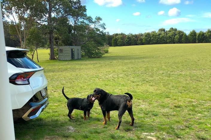 Two black and brown dogs standing on grass near the back of a car